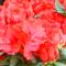 Azalea Indica FRIEDHELM SHERRER
