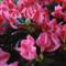 Azalea Indica FRIEDHELM SHERRER ROZE