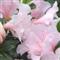 Azalea Indica GEORGENTOR
