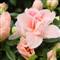 Azalea Indica GLORIA