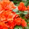 Azalea Indica HECTOR