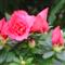 Azalea Indica HEIDE HANISCH