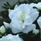 Azalea Indica HEIDI