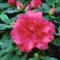 Azalea Indica HELLMUT VOGEL