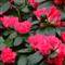 Azalea Indica HEULSTEN