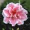 Azalea Indica ILONA