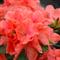 Azalea Indica JARMILA