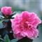 Azalea Indica JULIA
