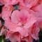 Azalea Indica JURA