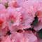 Azalea Indica KASSANDRA