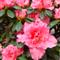 Azalea Indica MARIE CLAIRE ODRIQUE