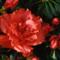 Azalea Indica KNUT ERWIN ORANJE