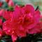 Azalea Indica KNUT ERWIN ORANJE