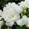 Azalea Indica Madame DE WAELE