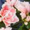Azalea Indica Madame ROGER DE LOOSE