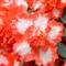 Azalea Indica KONINGIN FABIOLA