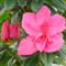 Azalea Indica LARA
