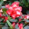 Azalea Indica LEOPOLD ASTRID