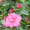 Azalea Indica LIENSTRA