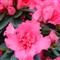 Azalea Indica LIMBA