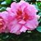 Azalea Indica LUCINA