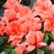 Azalea Indica LUNTERA