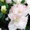 Azalea Indica MARYKE