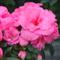 Azalea Indica MEGGY