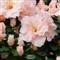 Azalea Indica Madame ANDRE HEUGENS