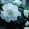 Azalea Indica Mevrouw EDMOND TROCH