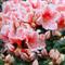 Azalea Indica Mevrouw GERARD KINT
