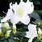Azalea Indica Mevrouw GERARD KINT WIT