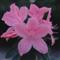 Azalea Indica Mevrouw MARC VAN EETVELDE