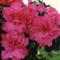 Azalea Indica Mevrouw MARCEL VAN BELLE