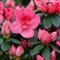 Azalea Indica MICHELLE MARIE