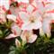 Azalea Indica SACHSENSTERN