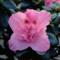 Azalea Indica SANKT VALENTIN