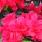 Azalea Indica SARAH