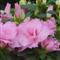 Azalea Indica SAYONARA