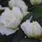 Azalea Indica SCHNEEK NIGIN