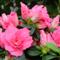 Azalea Indica SPREEPELE