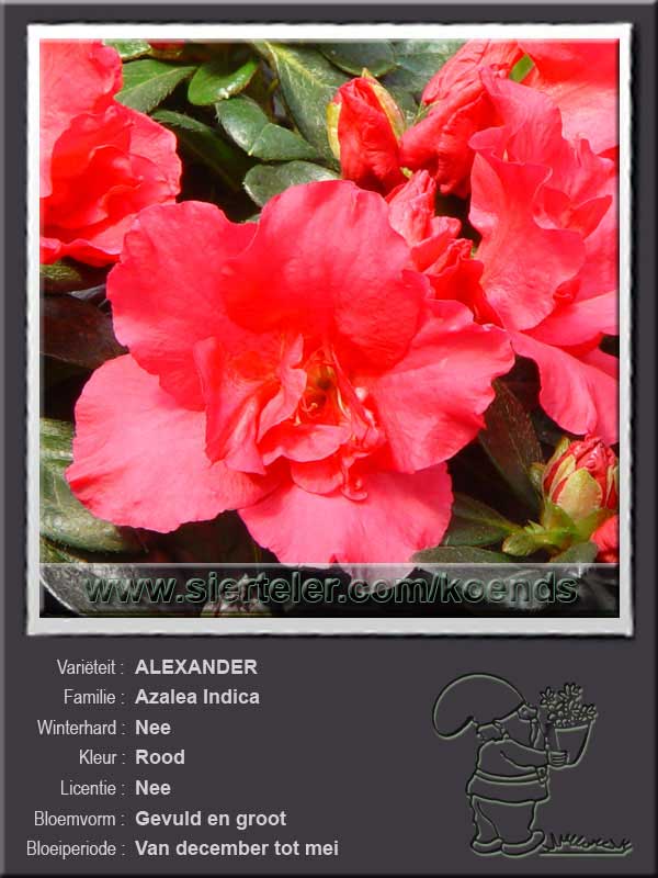 Azalea Indica   ALEXANDER
