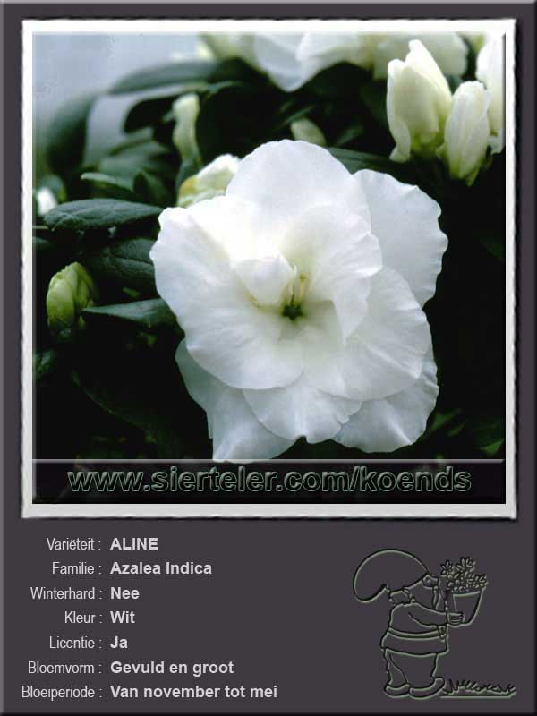 Azalea Indica   ALINE