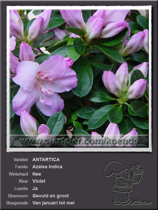 Azalea Indica   ANTARTICA