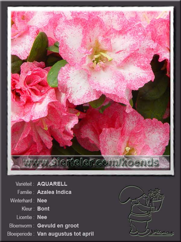Azalea Indica   AQUARELL