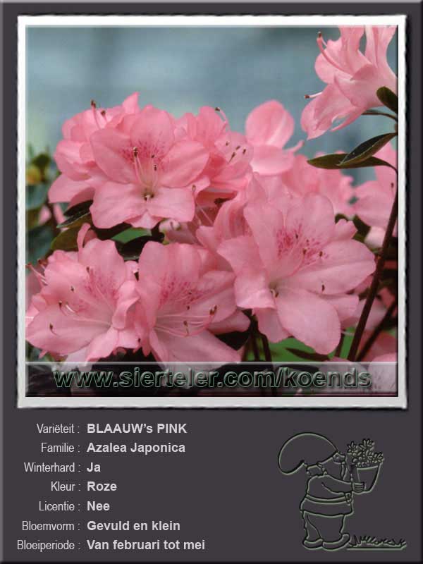 Azalea Japonica   BLAAUW's PINK