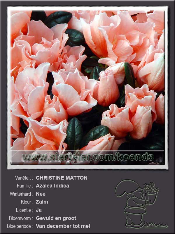 Azalea Indica   CHRISTINE MATTON
