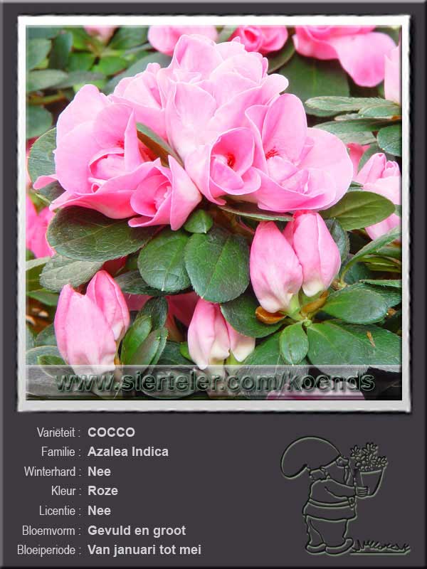 Azalea Indica   COCCO