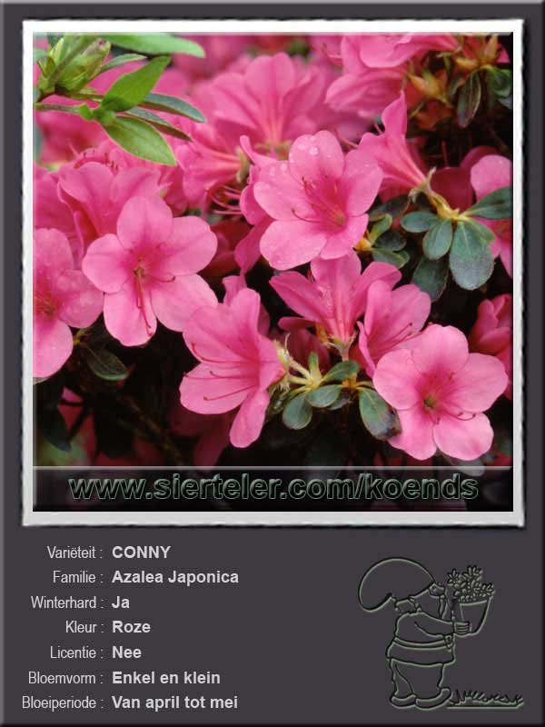 Azalea Japonica   CONNY
