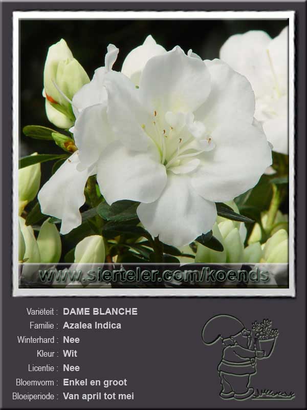 Azalea Indica   DAME BLANCHE